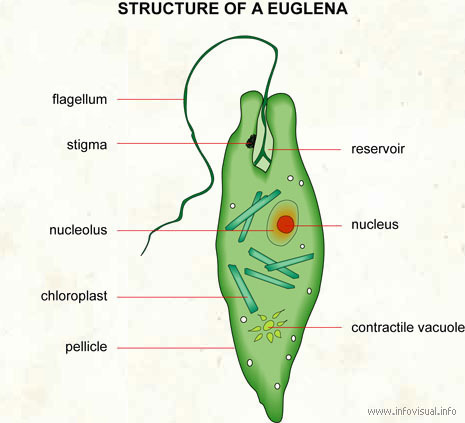 Euglena - JungleKey.fr Image